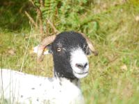 Dingle-06