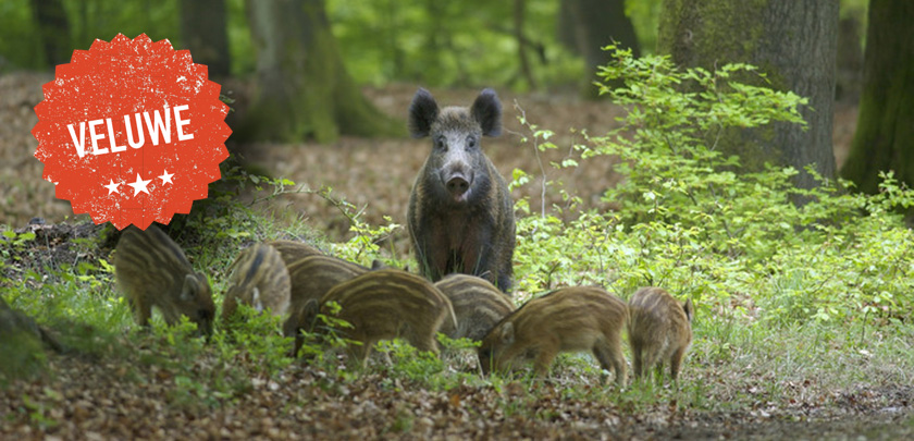 header veluwe